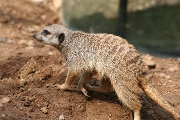 xtrazoo9.jpg