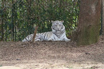 zoo5.jpg