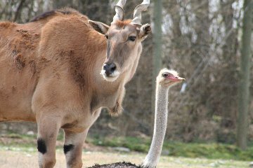 zoo6.jpg