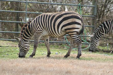 zoo8.jpg